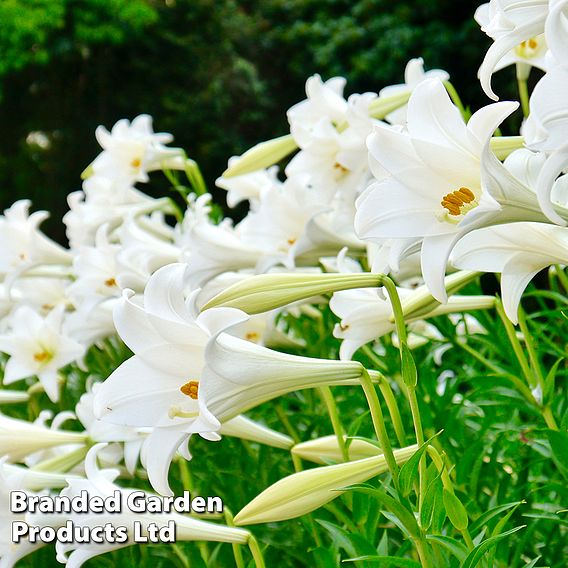 Trumpet Tree Lily | Suttons