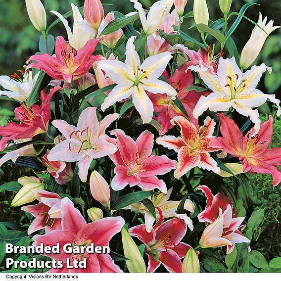 Nurseryman's Choice Lily Bulbs