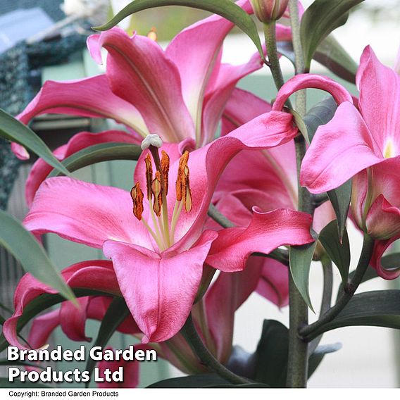 Tree Lily 'Pink Explosion'