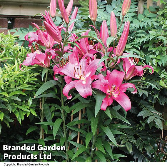 Tree Lily 'Pink Explosion'