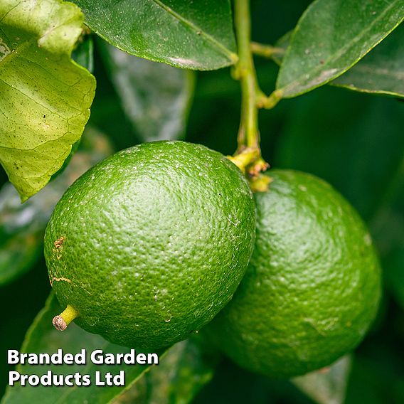 Key Lime (Citrus Fruit)