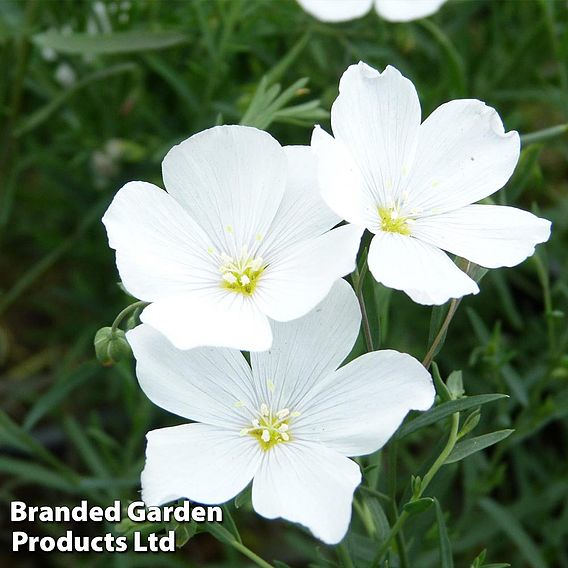 Linum perenne White