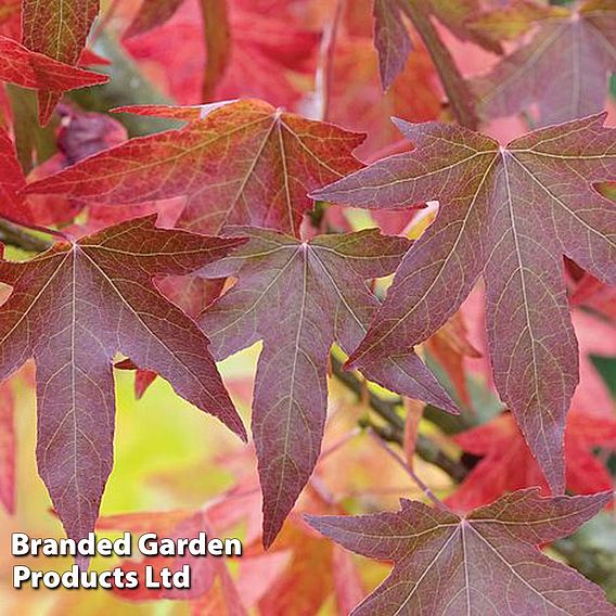 Liquidambar styraciflua