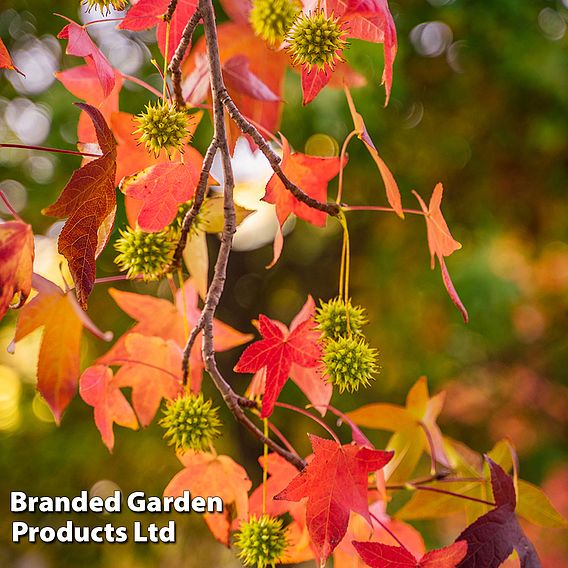 Liquidambar styraciflua