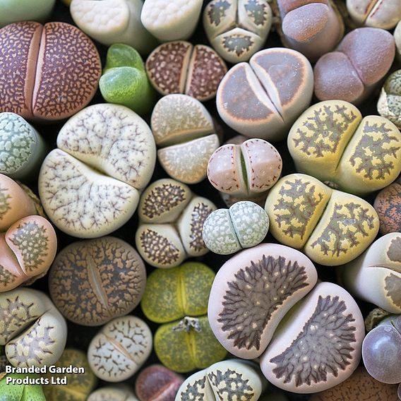 Lithops 'Gem Stones Collection' - Houseplant Seeds