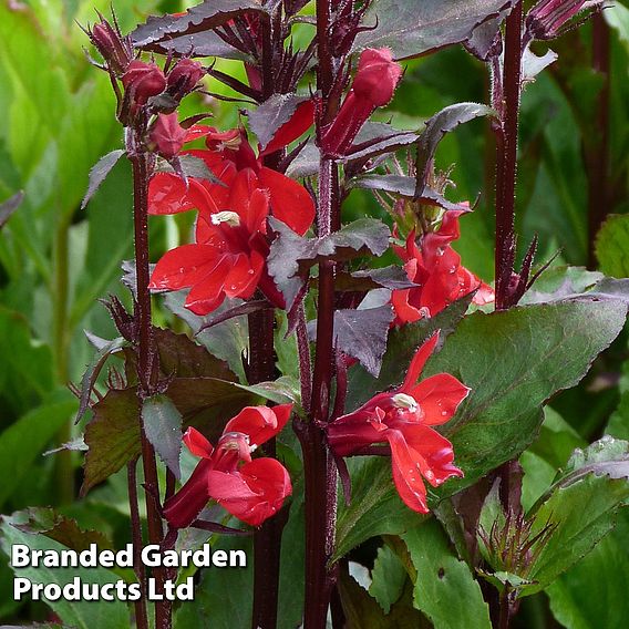 Lobelia 'Compliment Scarlet'