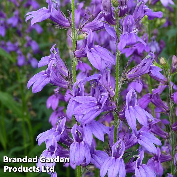 Lobelia speciosa Fan Blue