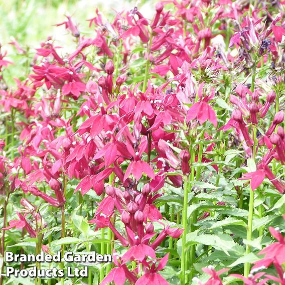 Lobelia speciosa Fan Burgundy