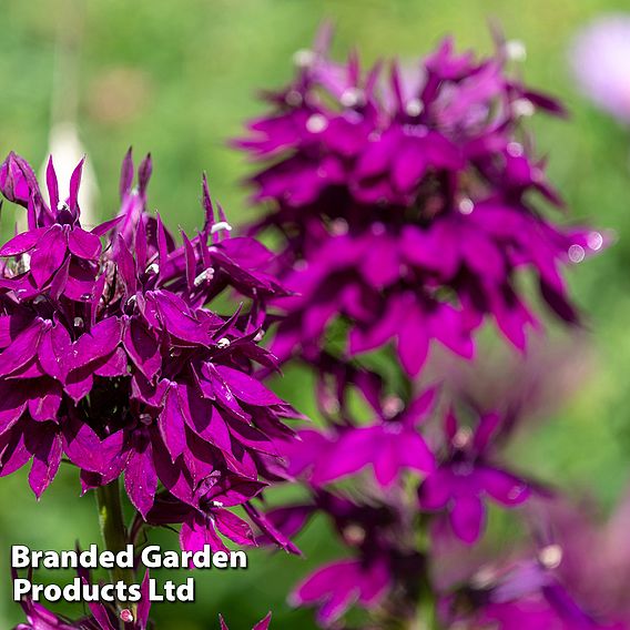 Lobelia 'Hadspen Purple'