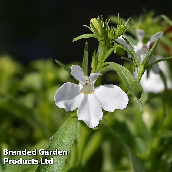 Lobelia White Lady | Suttons