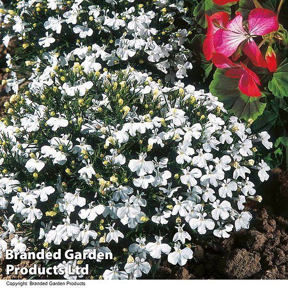 Lobelia White Lady | Suttons