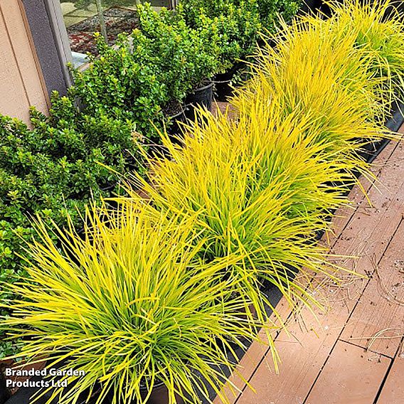 Lomandra longifolia 'Miners Gold'