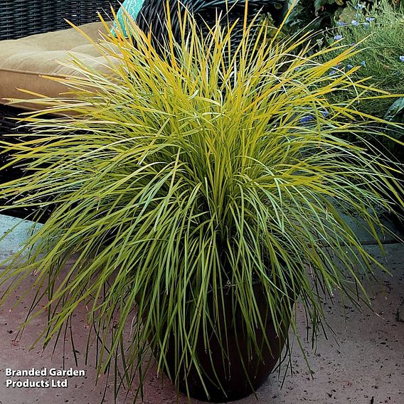 Lomandra longifolia 'Miners Gold'