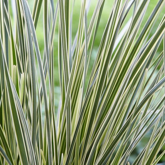 Lomandra 'White Sands'