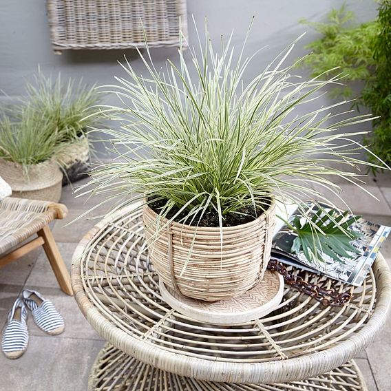 Lomandra 'White Sands'