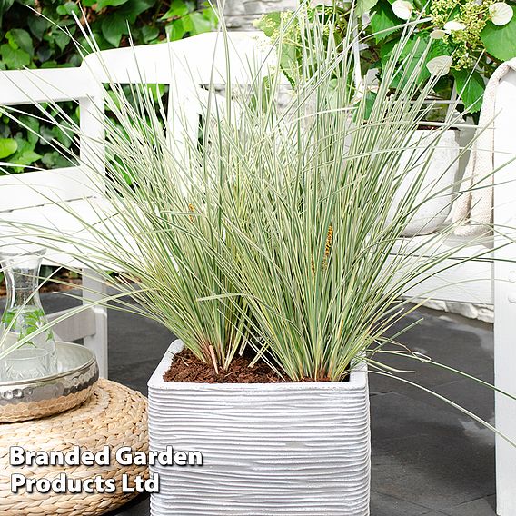 Lomandra 'White Sands'