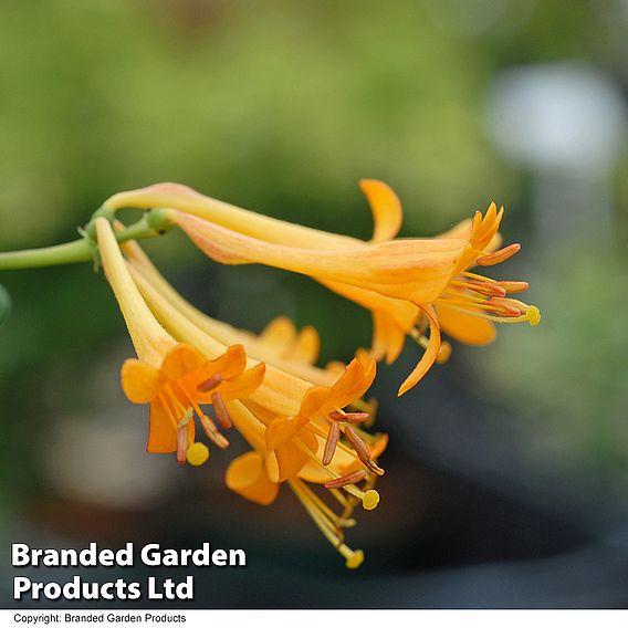 Honeysuckle 'Golden Trumpet'