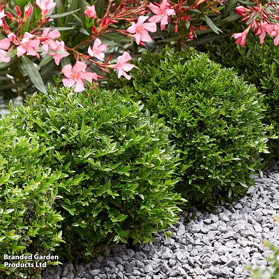 Lonicera nitida 'Garden Clouds Green Breeze'