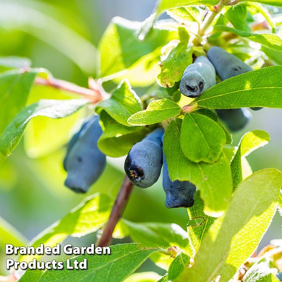 Lonicera kamtschatica 'Myberry Sweet'