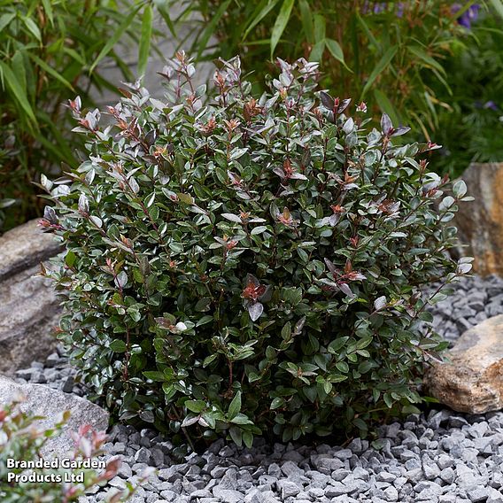 Lonicera nitida 'Garden Clouds Purple Storm'