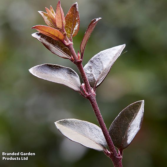 Lonicera nitida 'Garden Clouds Purple Storm'