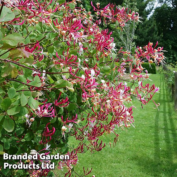 Honeysuckle 'Serotina'