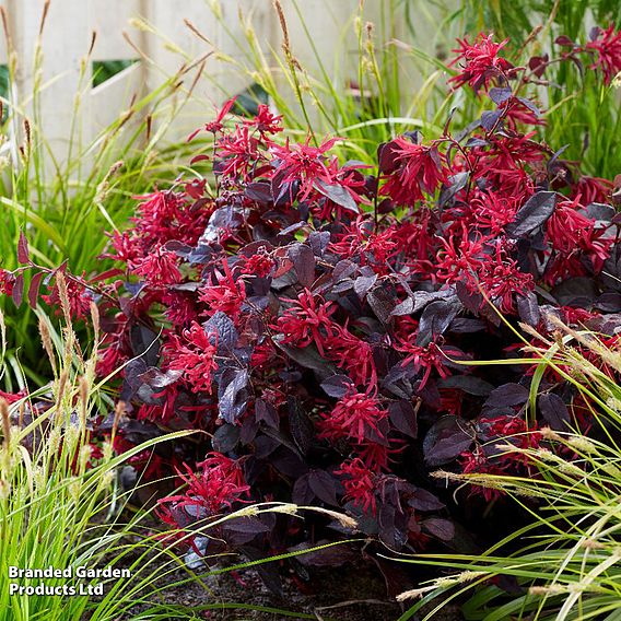 Loropetalum chinense var. rubrum 'Ever Red'