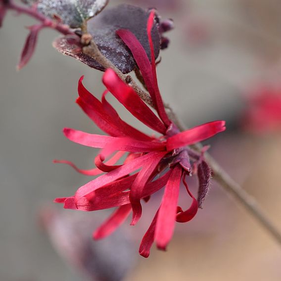 Loropetalum chinense var. rubrum 'Ever Red'