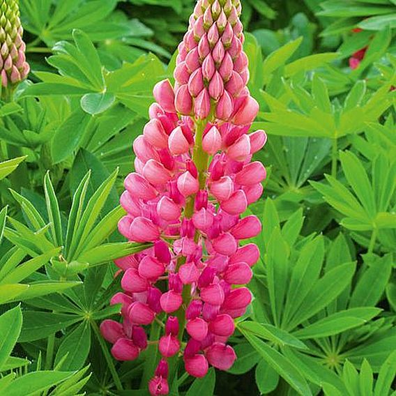 Lupin 'Gallery Red'