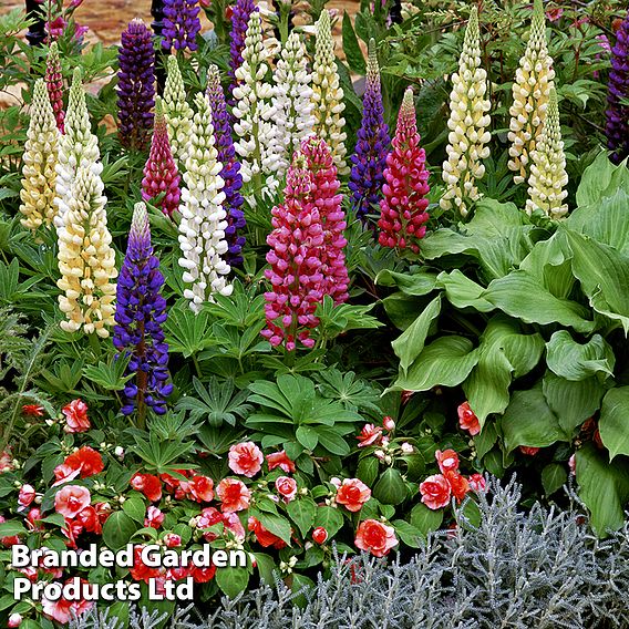 Lupin 'Gallery Dwarf Mix'