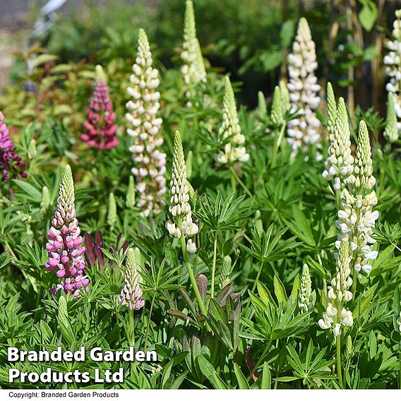 Lupin 'Gallery Dwarf Mix'