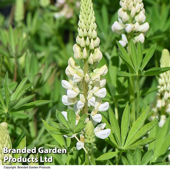 Lupin Gallery White