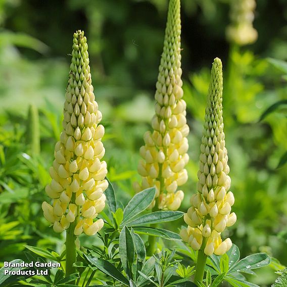 Lupin 'Gallery Yellow' (Gallery Series)