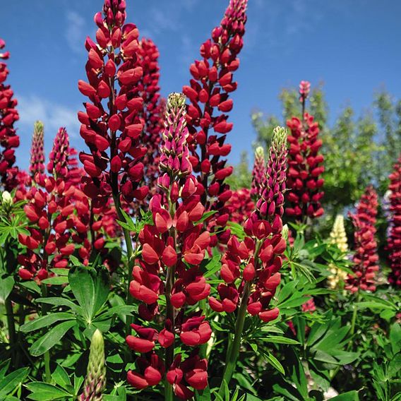 Lupin 'My Castle'