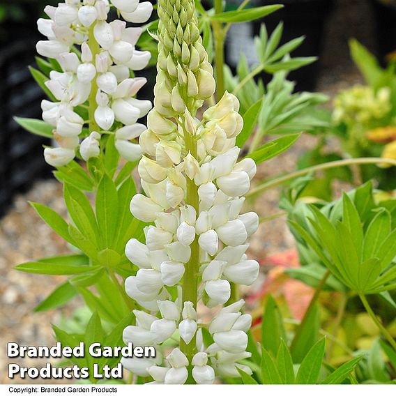 Lupin 'Noble Maiden'