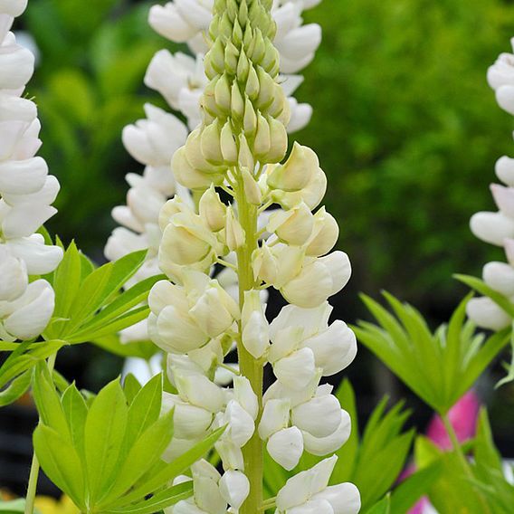 Lupin 'Noble Maiden'