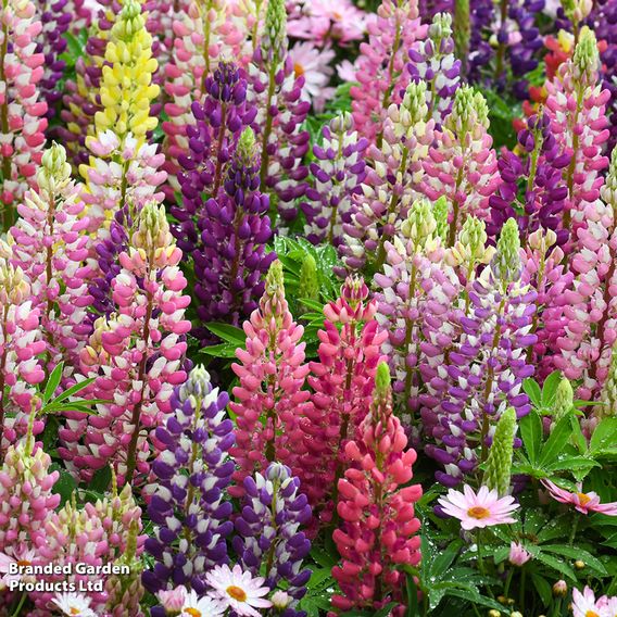 Classic Cottage Garden Perennial Collection