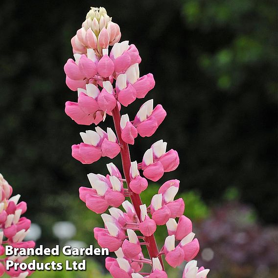 Lupin 'The Chatelaine'