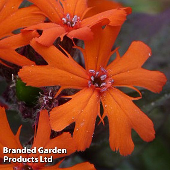 Lychnis x arkwrightii 'Orange Zwerg'