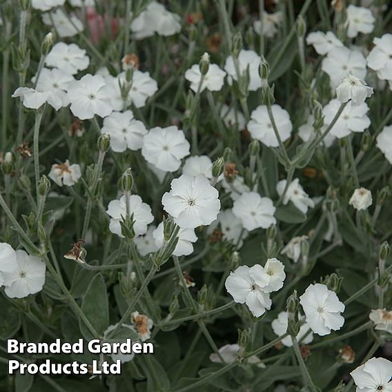 Lychnis coronaria 'Alba'