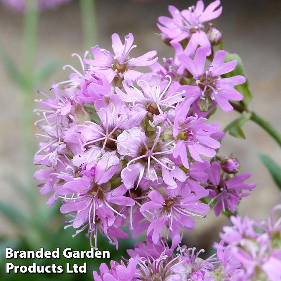 Lychnis Alpina