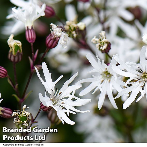 Lychnis flos-cuculi 'White Robin' (Marginal Aquatic)