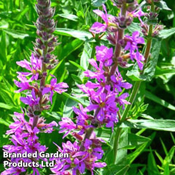 Lythrum virgatum 'Rosy Gem'