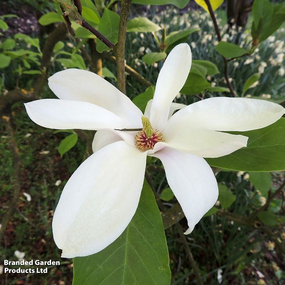 Magnolia x soulangeana 'Alba Superba'