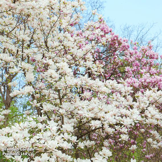 Magnolia x soulangeana 'Alba Superba'