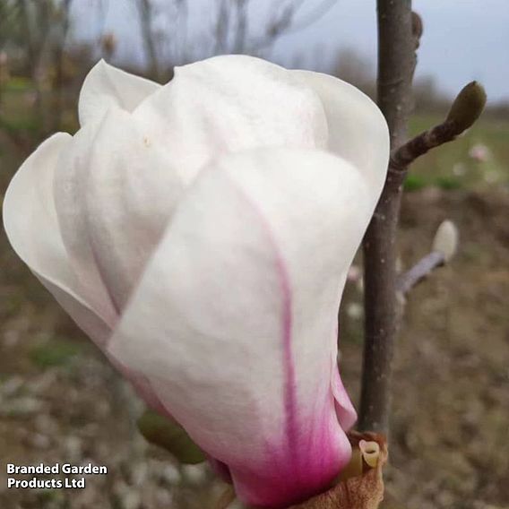 Magnolia 'Angel'