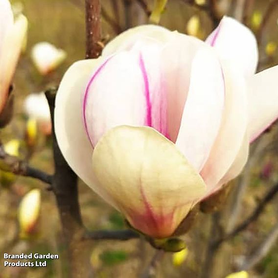 Magnolia 'Angel'