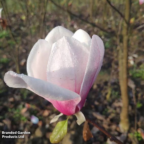 Magnolia 'Angel'