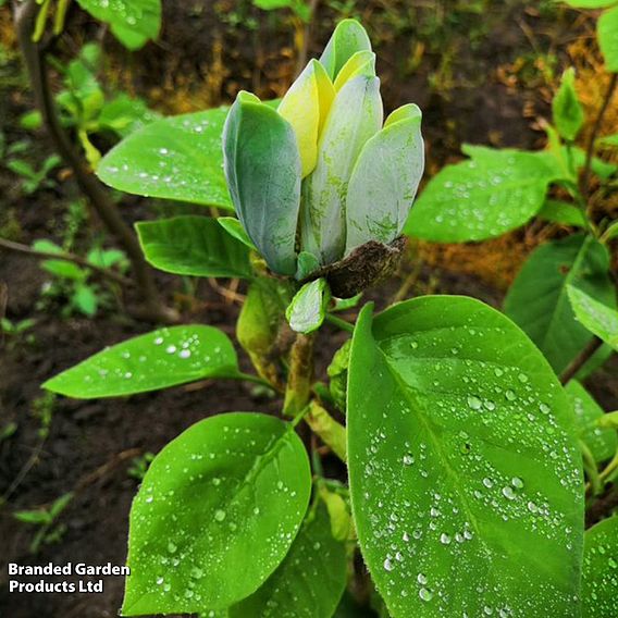 Magnolia 'Blue Baby'