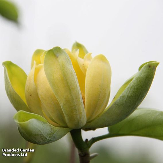 Magnolia 'Blue Baby'